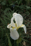 Iris germanica 'Florentina' RCP4-07 135.jpg